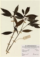 藏品(絲絨吊芙蓉)的圖片